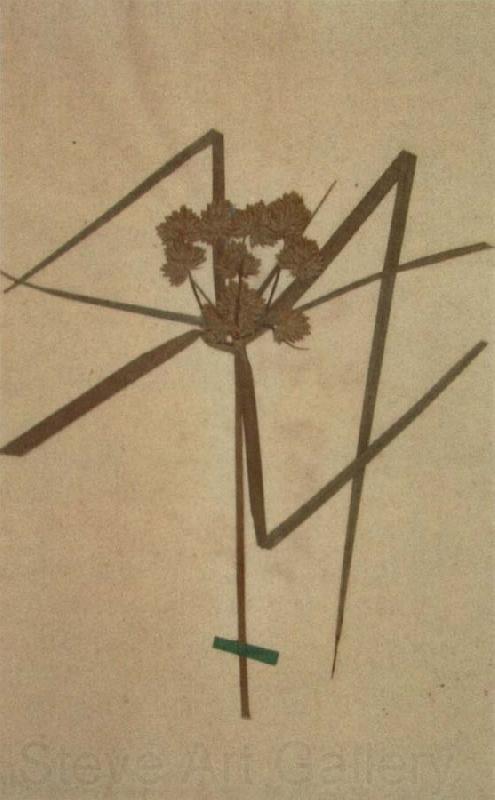 Johann Wolfgang von Goethe Herbarium sheet